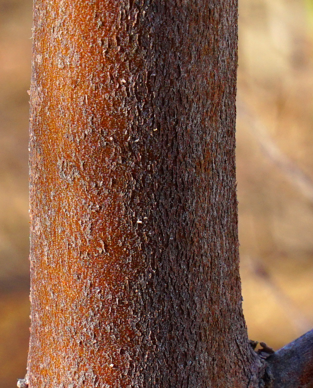 �q���V�����g�t