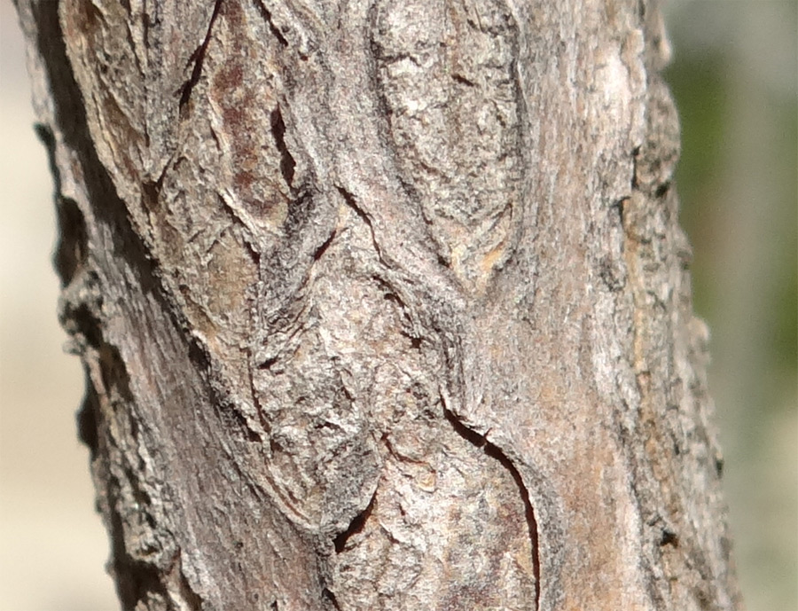 �q�g�c�o�^�S�ؔ�