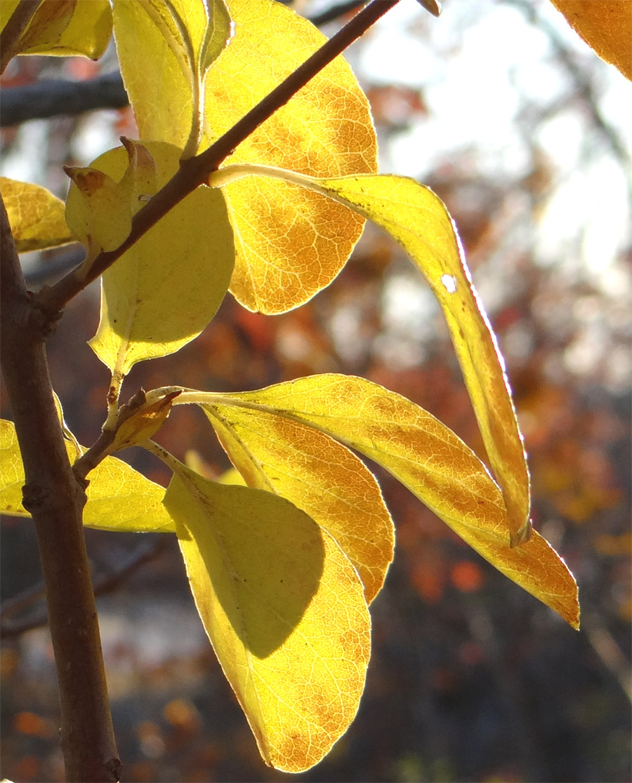 �q�g�c�o�^�S���t