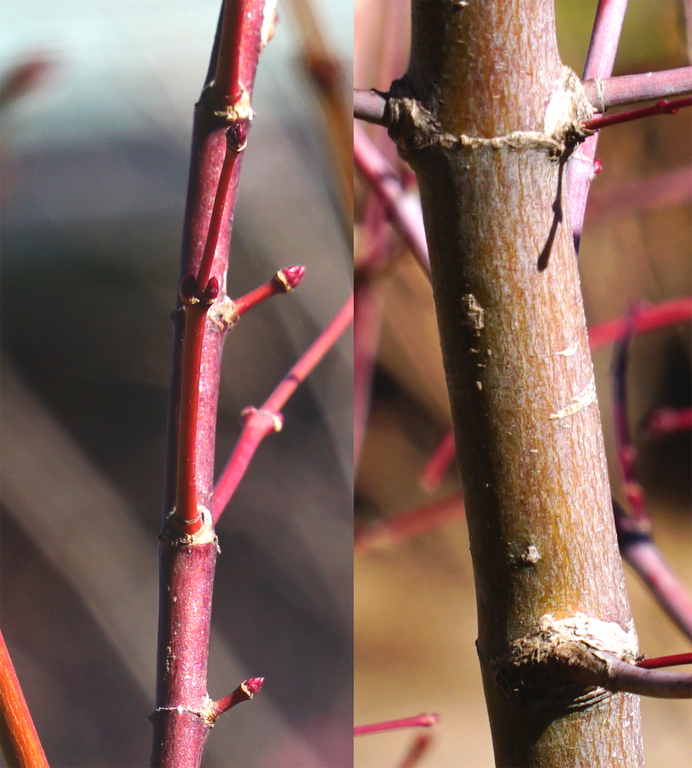 �C���n���~�W�ؔ�