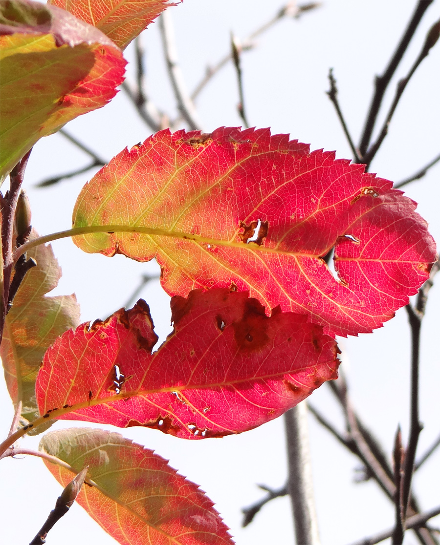 �W���[���x���[�g�t