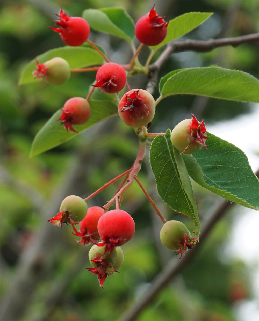 �W���[���x���[��