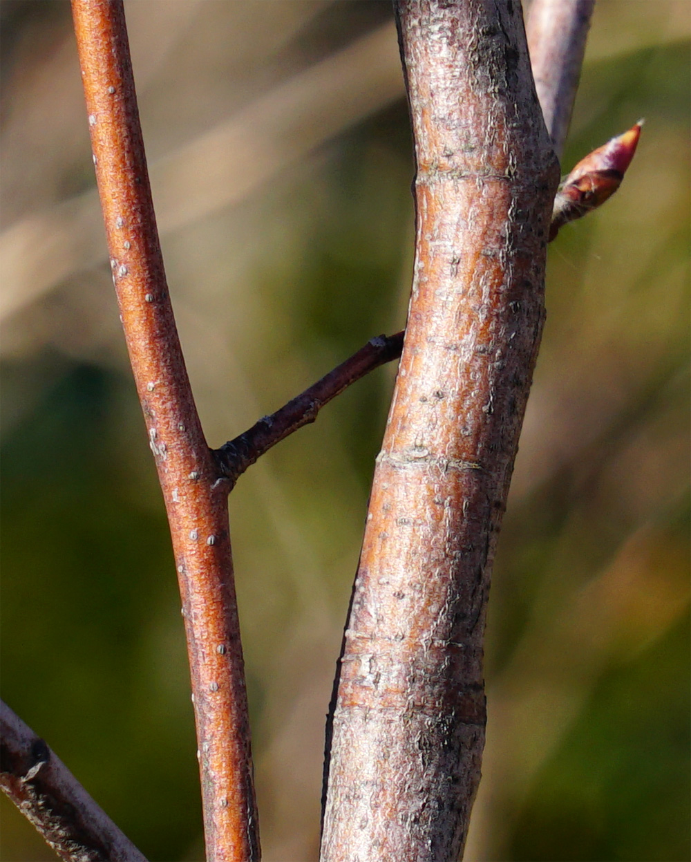 �W���[���x���[�ؔ�