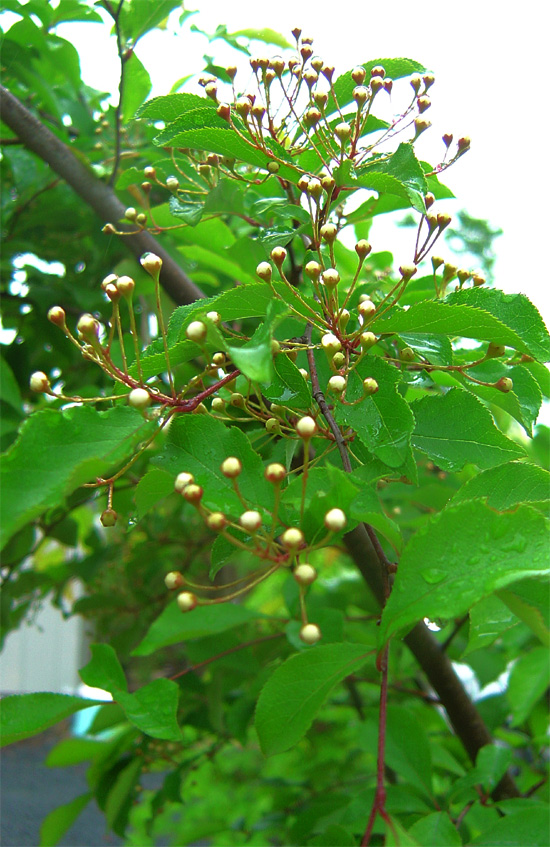 �R�̂莩�R���`�J�}�c�J