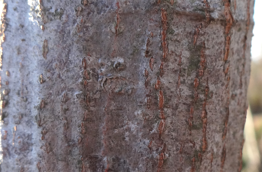 �N�}�V�f�ؔ�