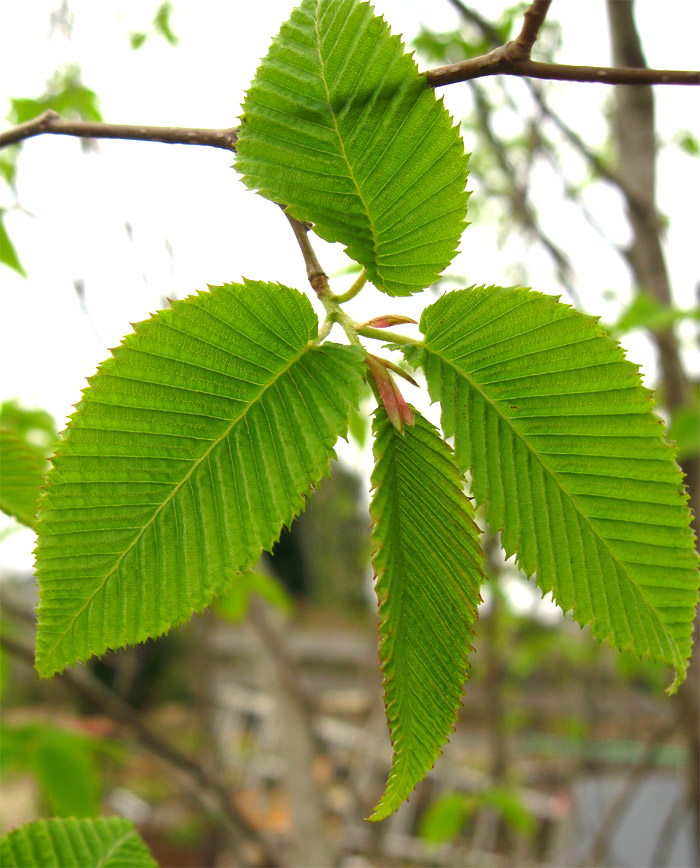 �N�}�V�f�V��