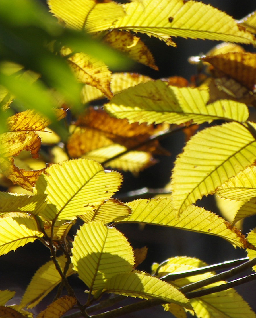 �N�}�V�f���t