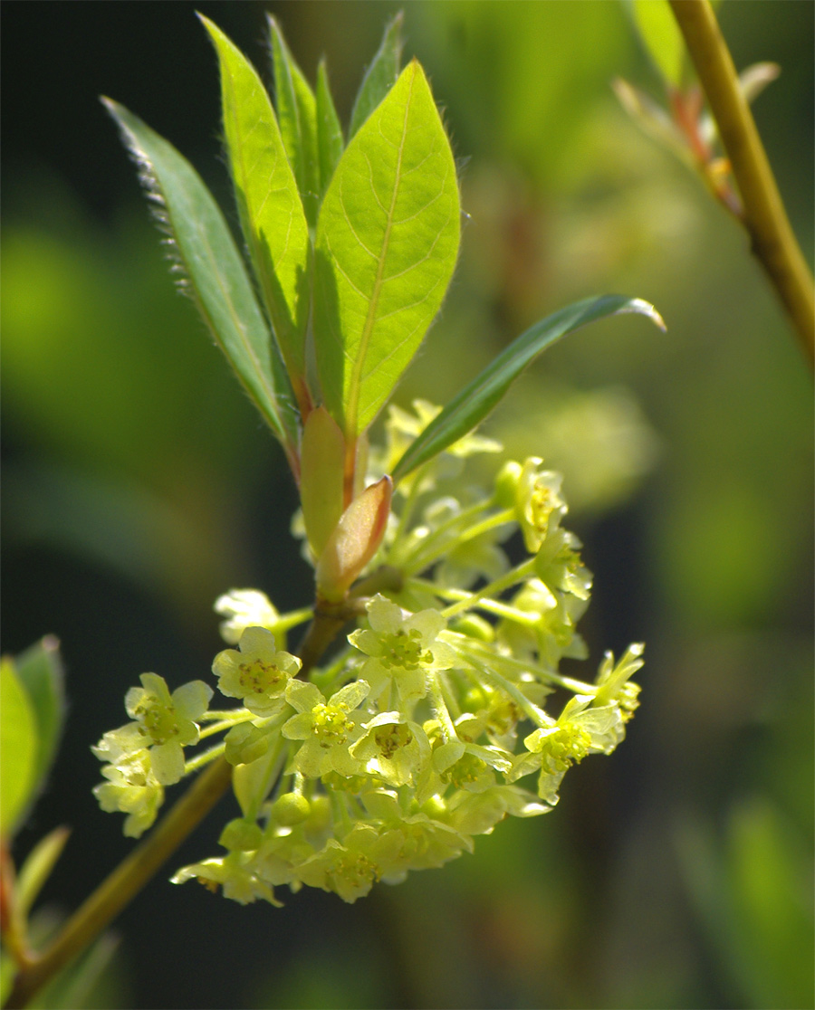 �N�����W�̉�