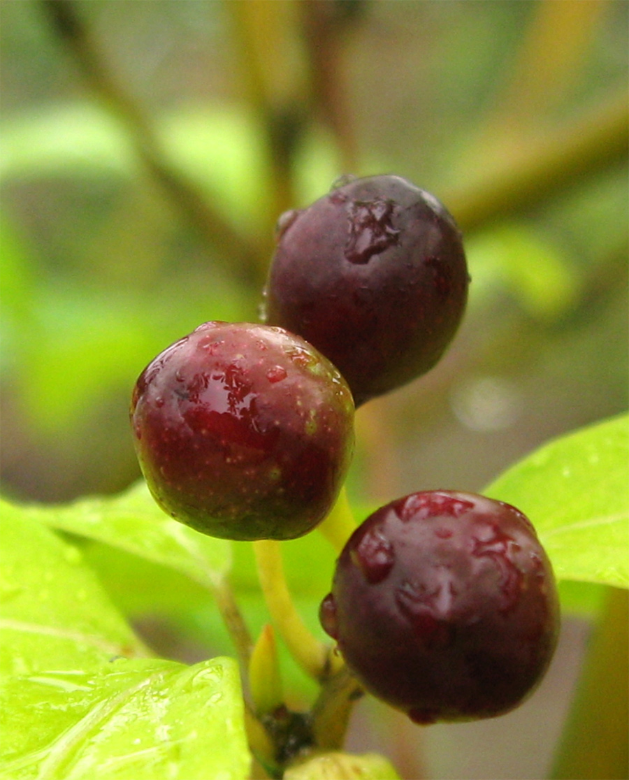 �N�����W�̎�