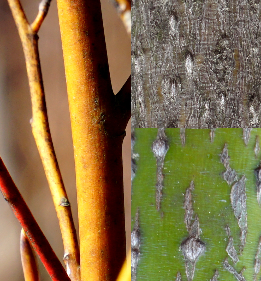 �N�����W�̖ؔ�