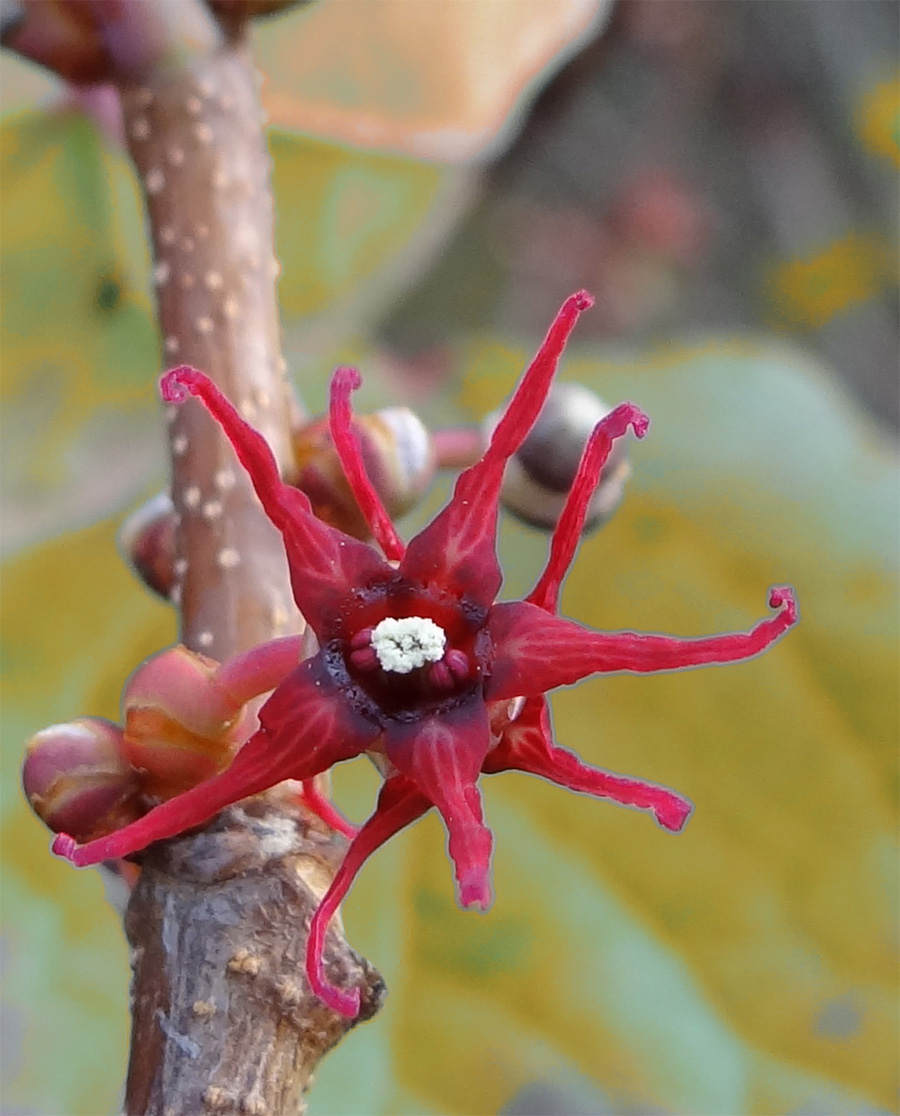 �}���o�̖ؐV��