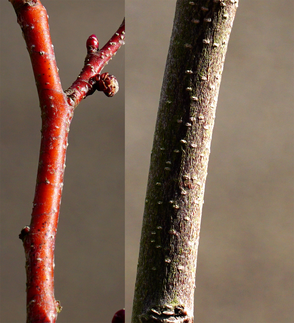 �}���o�̖�