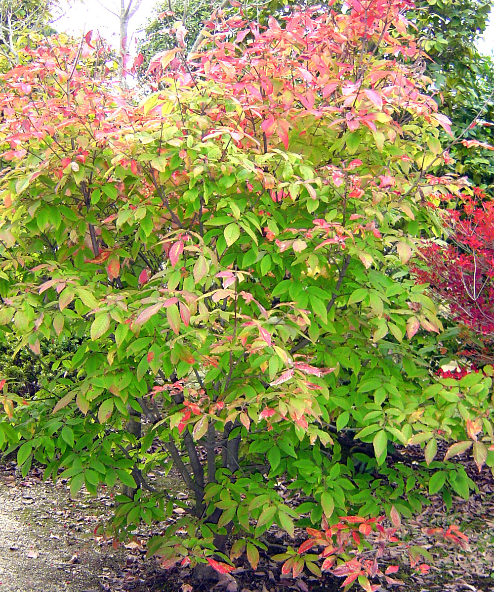 �R�̂莩�R���`���O�X���̖�