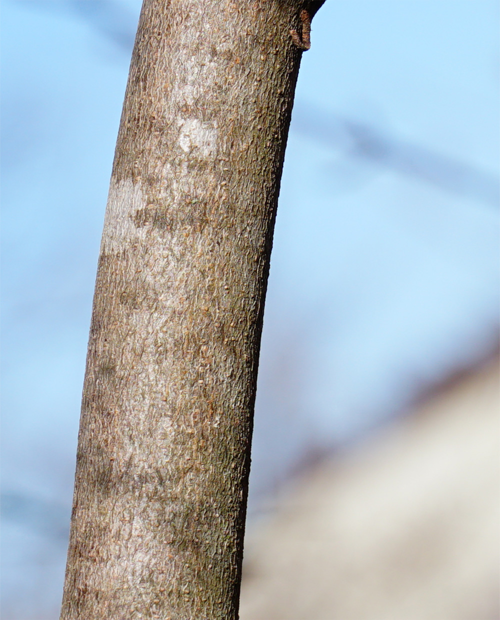 ���O�X���̖�