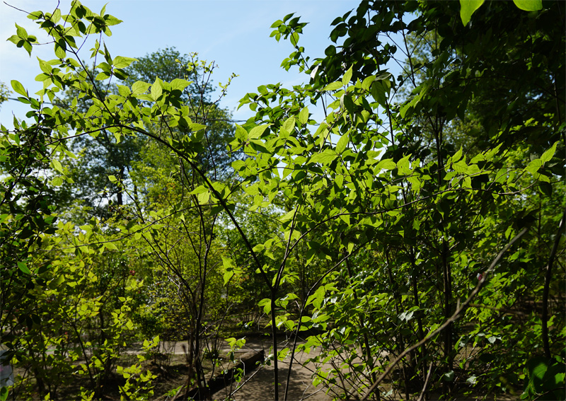 �����T�L�V�L�u