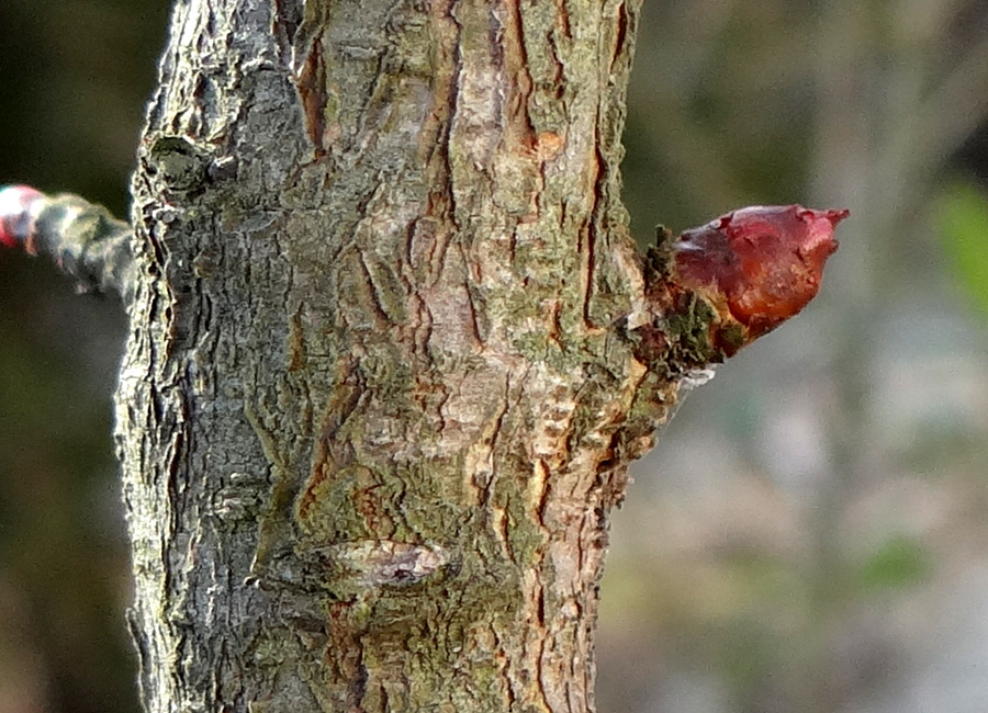 ���L���E�o�C�ؔ�