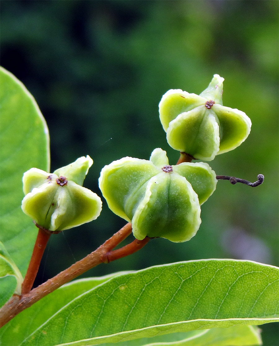 ���L���E�o�C��