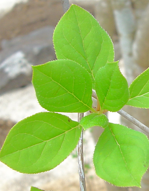 �T���T�h�E�_���c�c�W�t