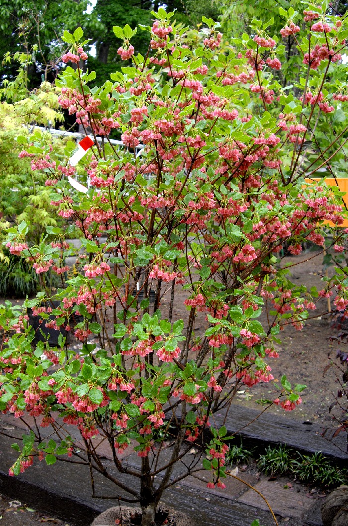 �T���T�h�E�_���c�c�W