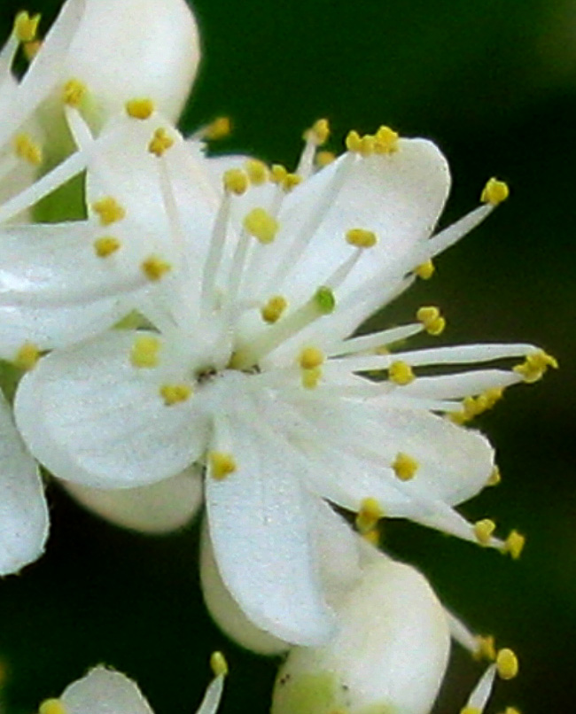 �T���t�^�M��