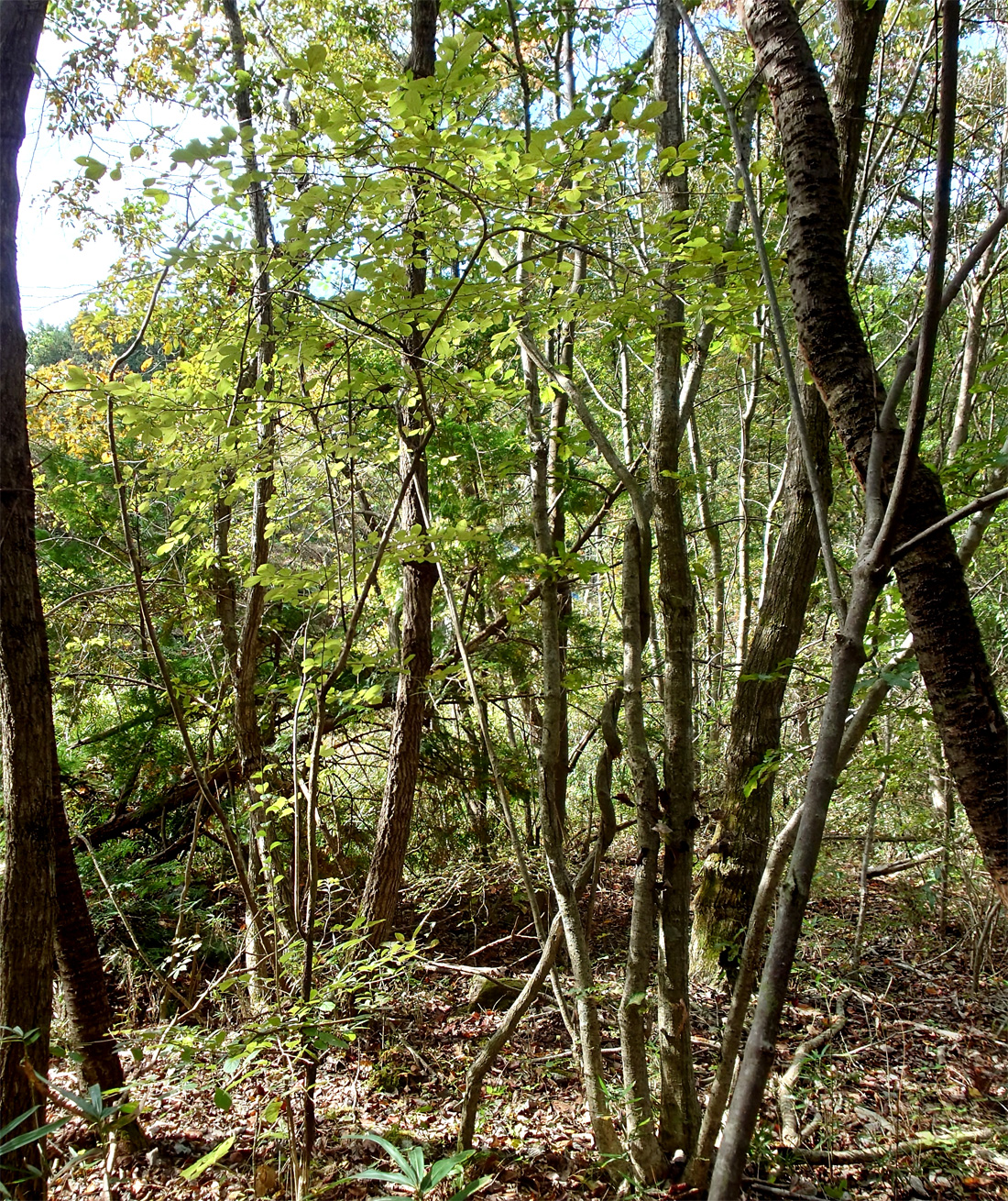 ���R���`�T���t�^�M