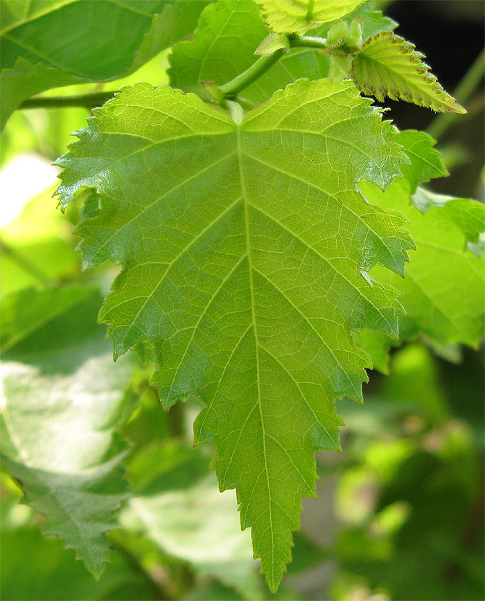 �V���J�o�t