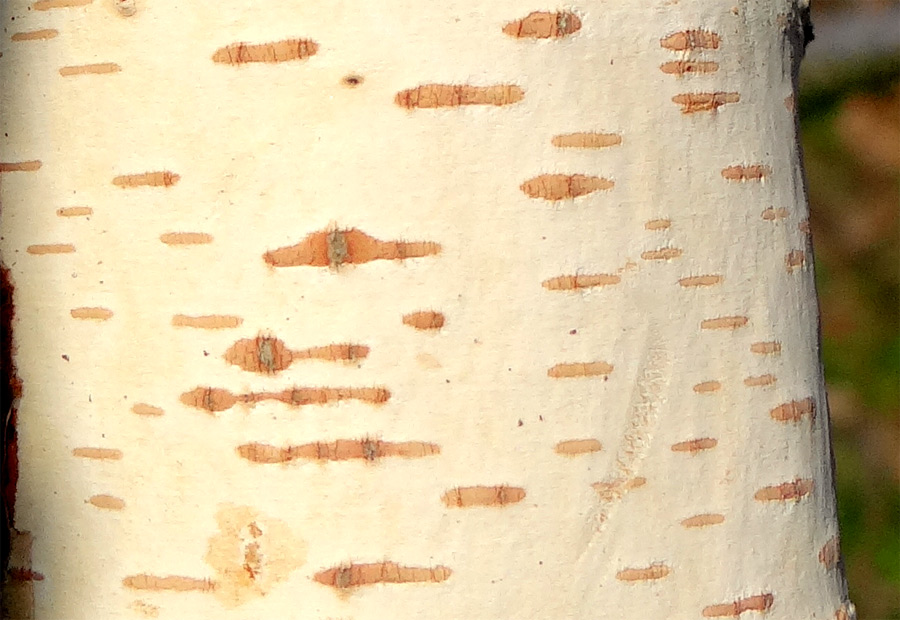 �V���J�o�ؔ�