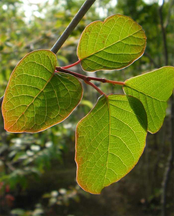 �V���L�̗t