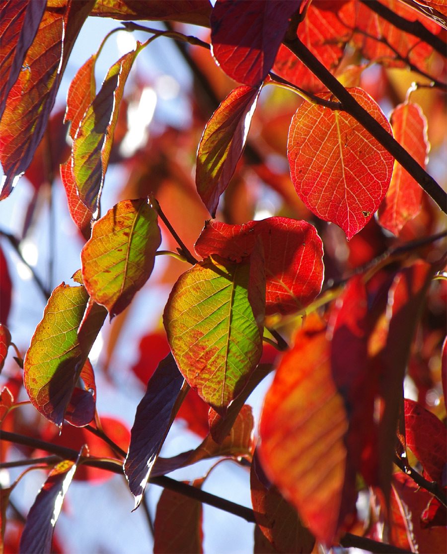 �V���L�g�t