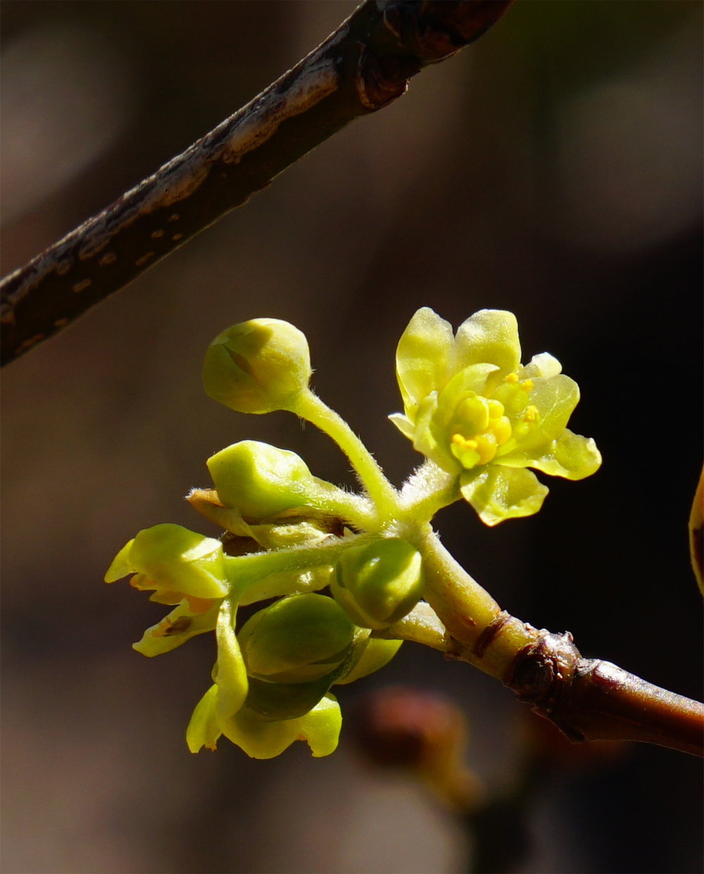 �V�����W��