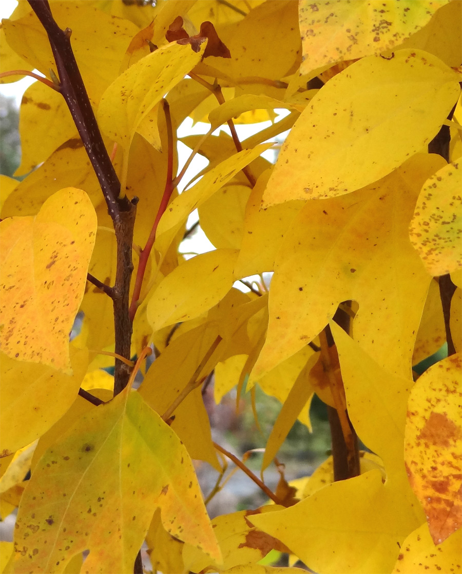 �V�����W���t