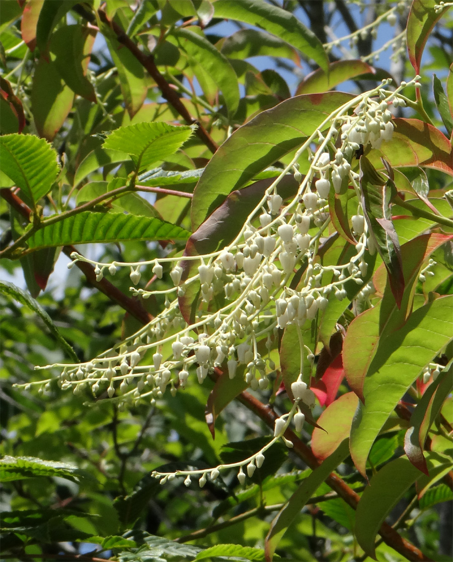 �X�Y�����̖؉�