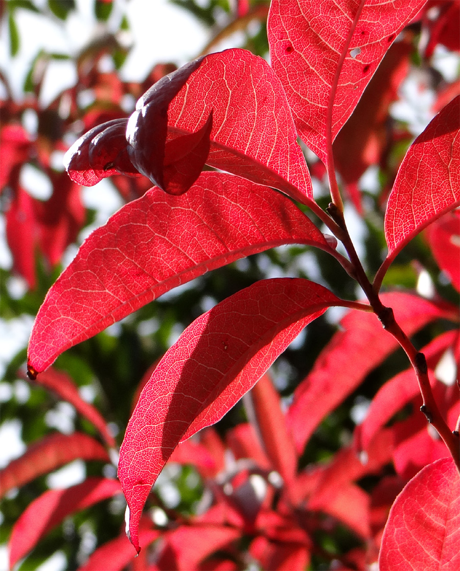 �X�Y�����g�t