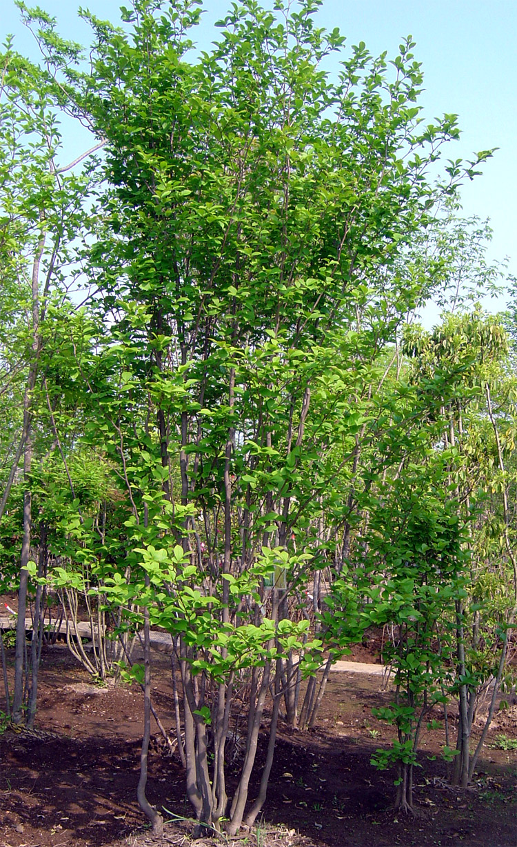 ���R���`�V����