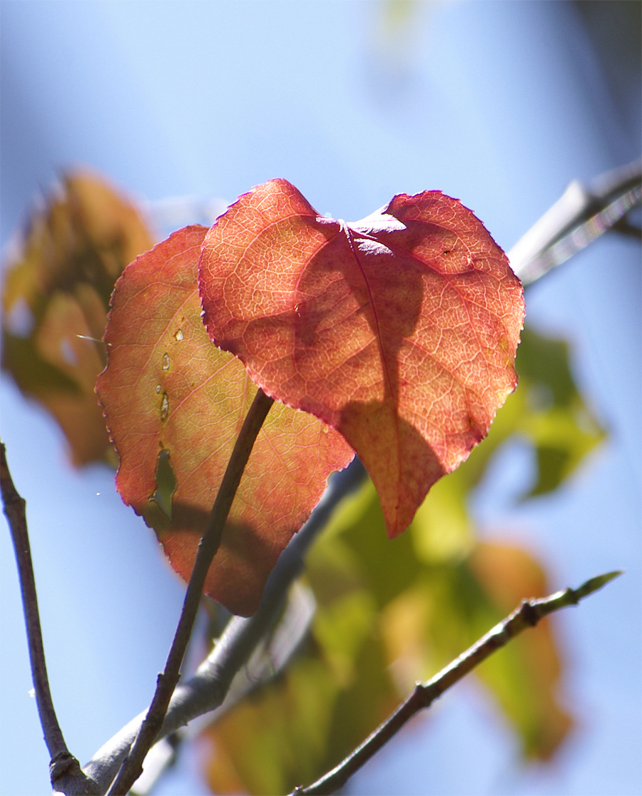 �c���o�i�̎�