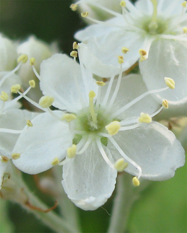 �E���W���̖؉�