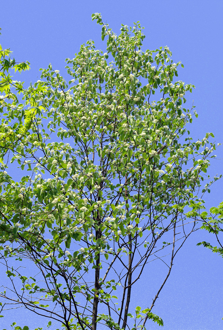 �R�̂莩�R���`�E���W���̖�