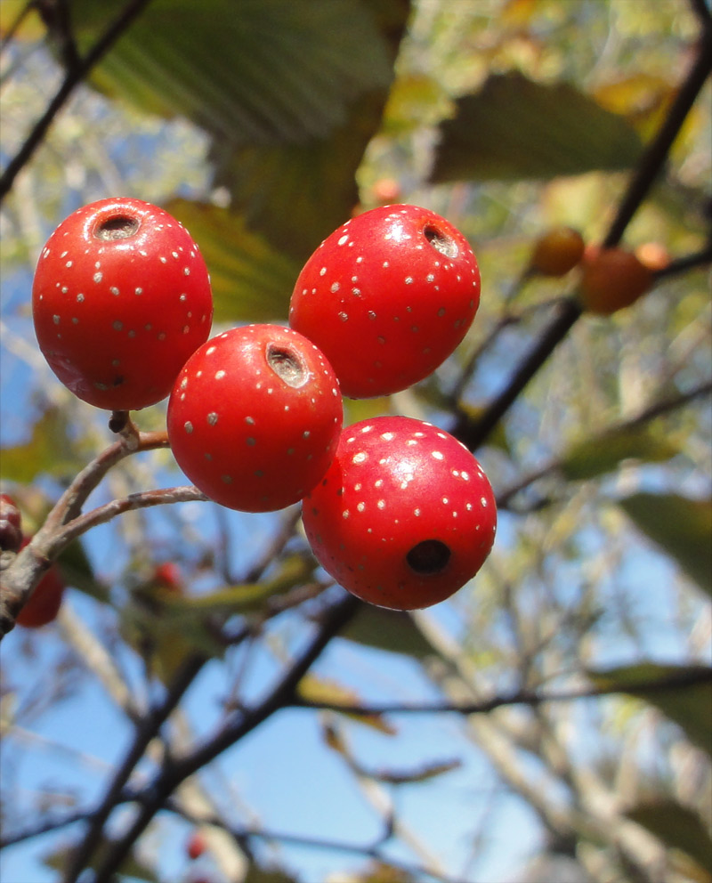 �E���W���̖ؐ^���ԂȎ�