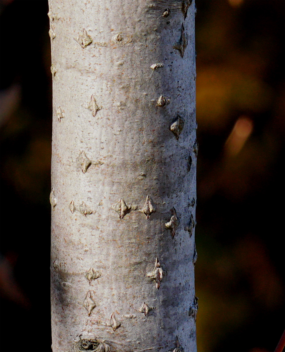 �E���W���̖ؔ�