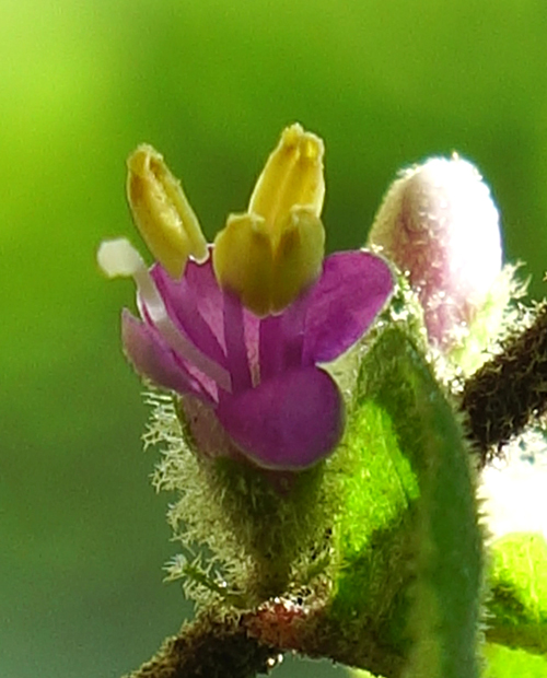 �����T�L�V�L�u