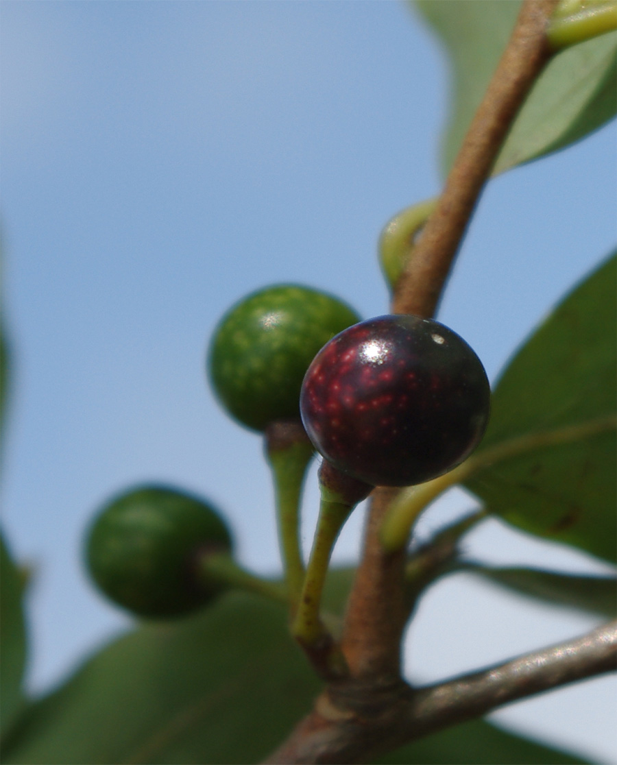 ���i���X�������ɐ���j