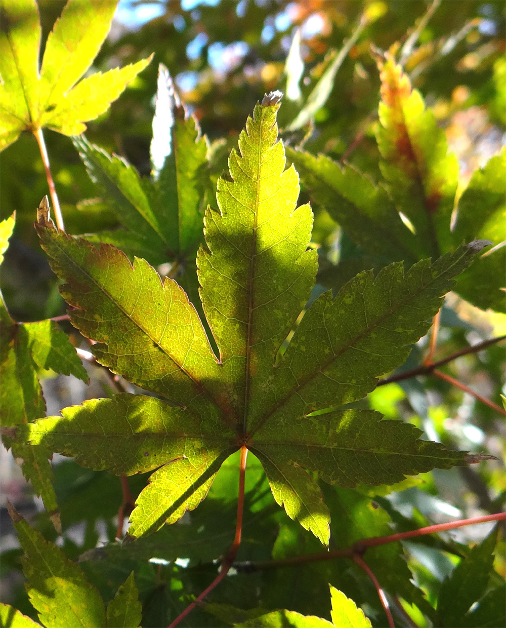 ���}���~�W�t�`