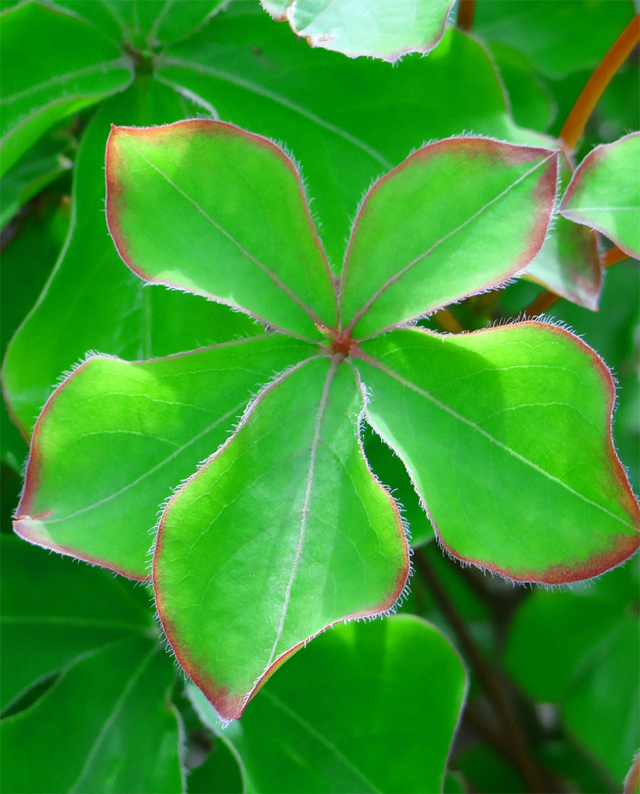 ���V�I�c�c�W�t�`