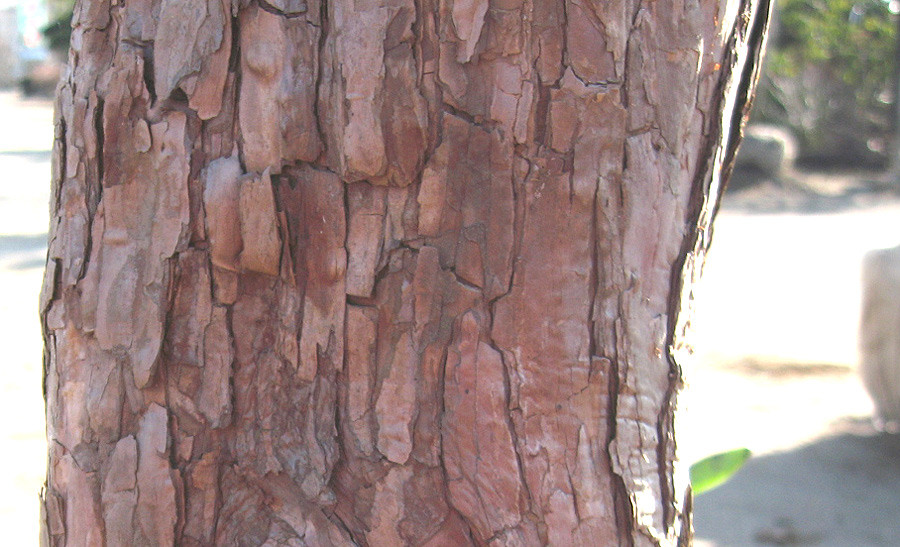 �����V�I�c�c�W��