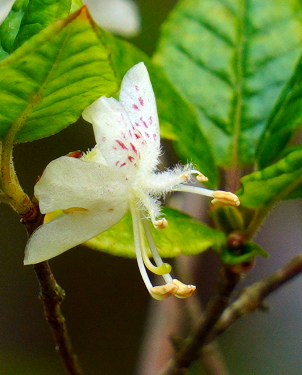 �o�C�J�c�c�W