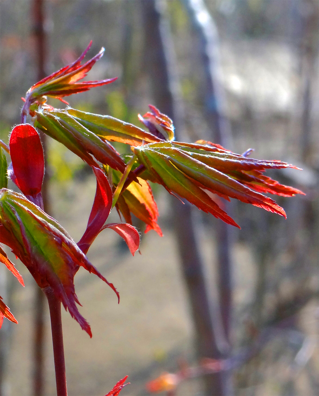 �C���n���~�W�V��