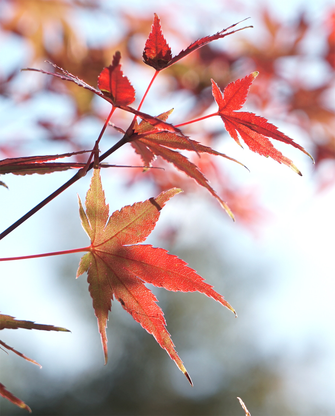 �C���n���~�W�g�t