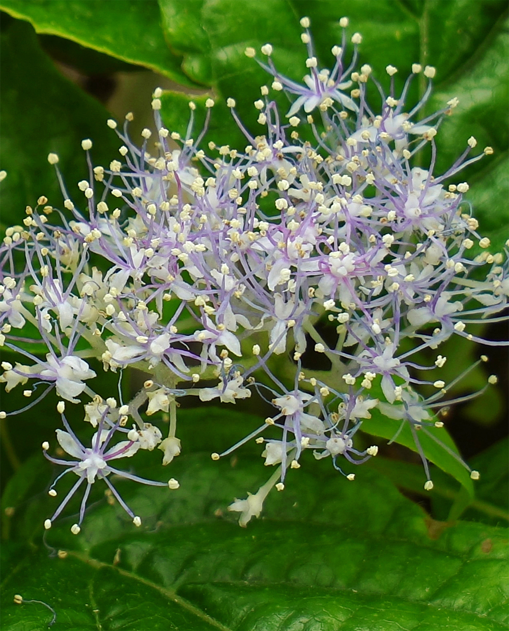 �R�A�W�T�C