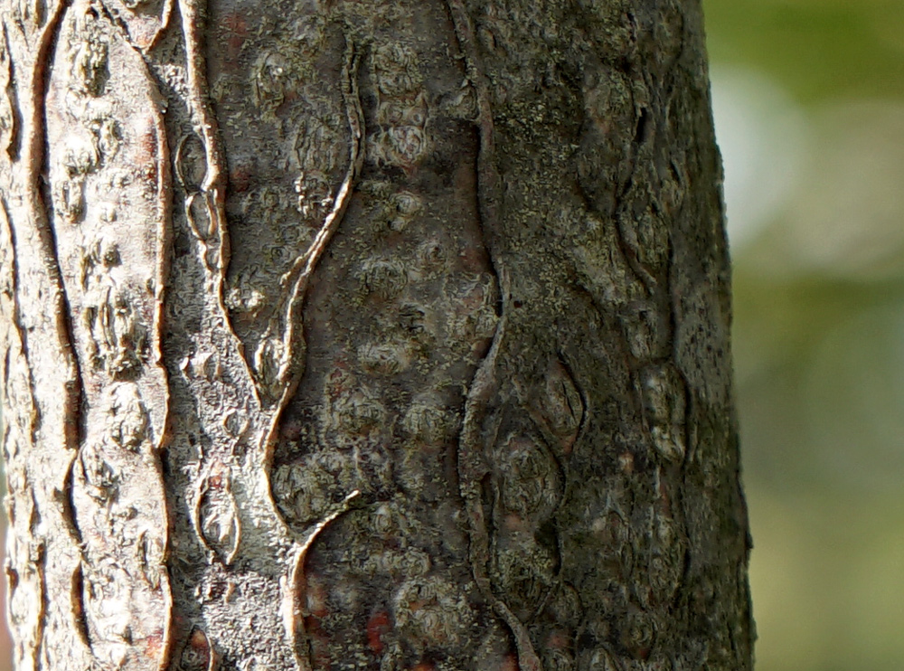 �T���V�o�ؔ�