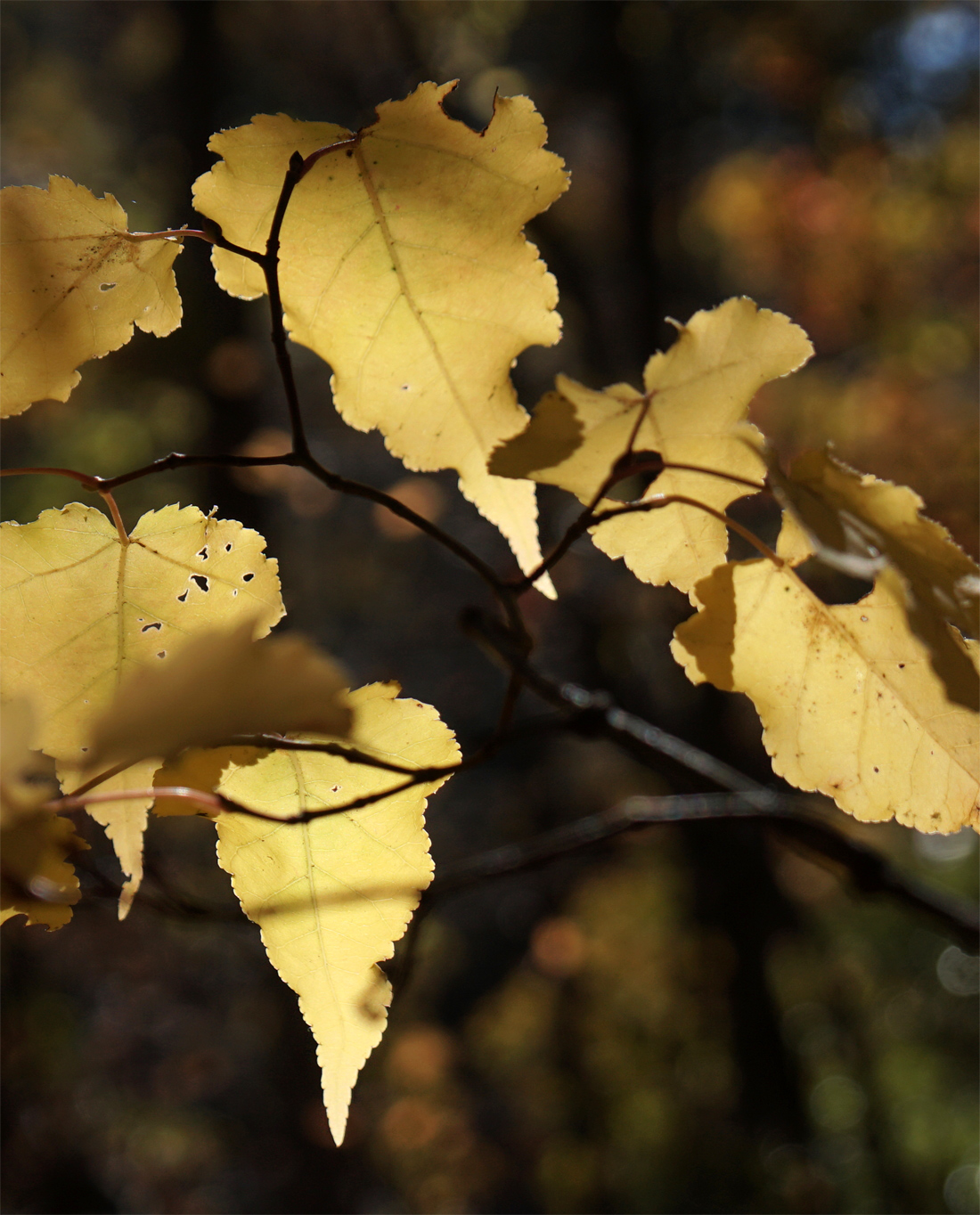 �E���J�G�f�̍g�t